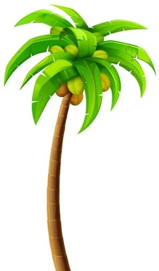 棕榈树 PNG免抠