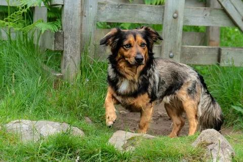 长毛流浪狗图片