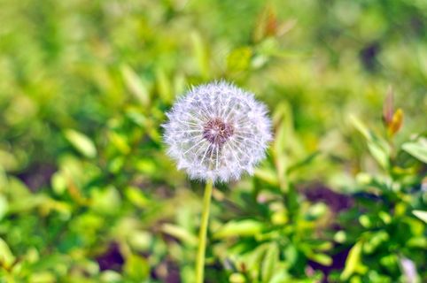 一株蒲公英图片