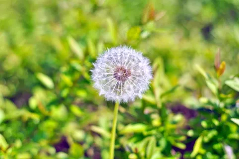 一株蒲公英图片 一株蒲公英图片