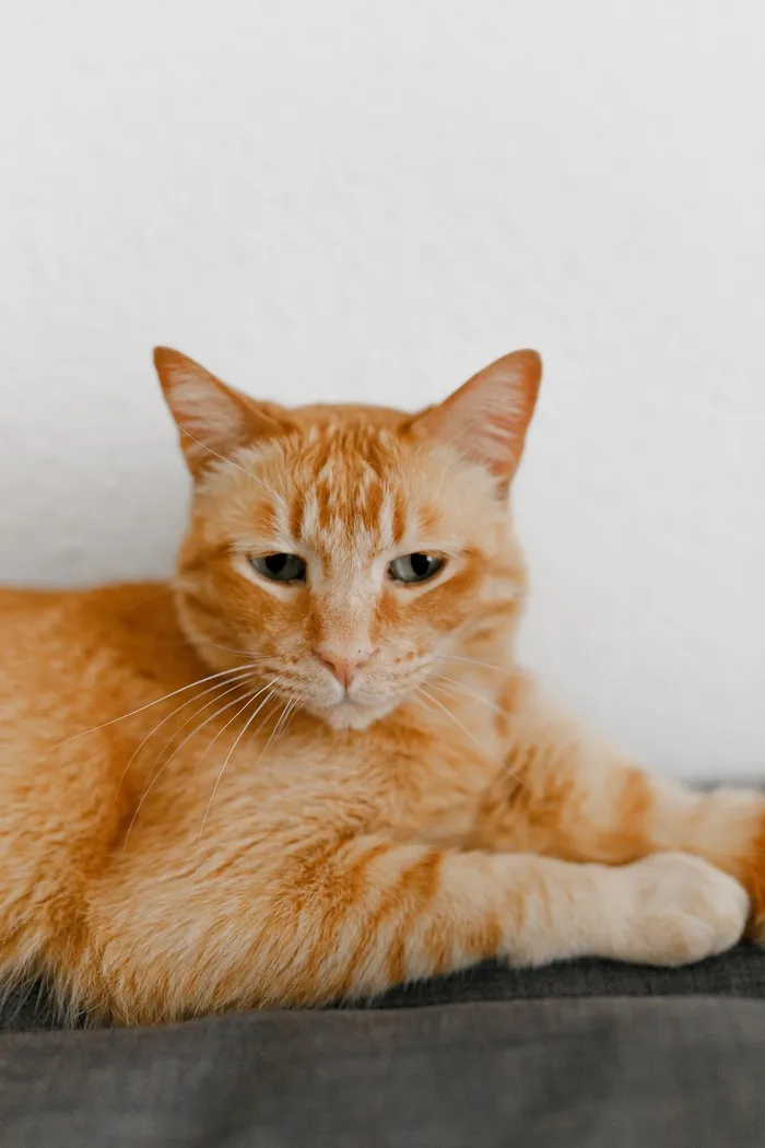 可爱猫咪猫猫摄影素材