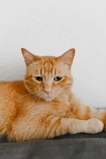 可爱猫咪猫猫摄影素材 可爱猫咪猫猫摄影素材