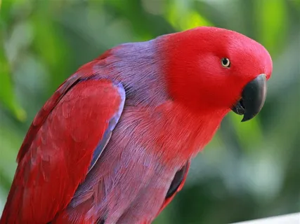 鹦鹉美丽摄影图片 鹦鹉美丽摄影图片