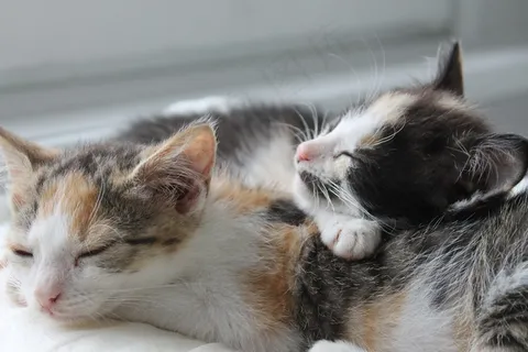 两只熟睡小猫图片 两只熟睡小猫图片