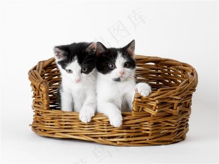 爬在篮子里面的小猫素材 爬在篮子里面的小猫素材