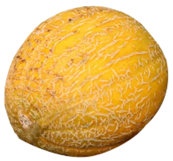 63_melon_PNG14364