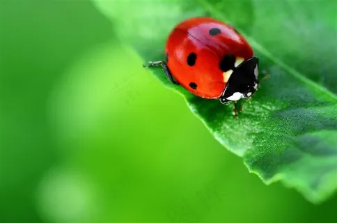 绿色植物与瓢虫高清摄影图片素材 绿色植物与瓢虫高清摄影图片素材