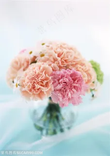 花卉物语-花瓶中漂亮的康乃馨 花卉物语-花瓶中漂亮的康乃馨