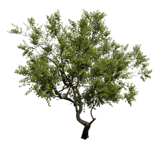 树木树枝树叶免扣素材