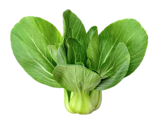 上海青 (26)超市商品白底图免抠实物摄影png格式图片透明底