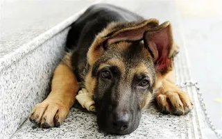 毯子里的狼狗狗图片