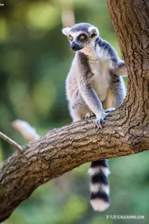 高清狐猴图片 高清狐猴图片