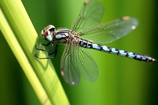 草丛的蜻蜓绿意摄影图背景