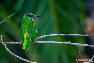 高清绿色的翠鸟图片