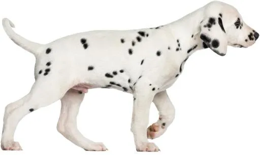 斑点狗 PNG免抠(5155x3083)