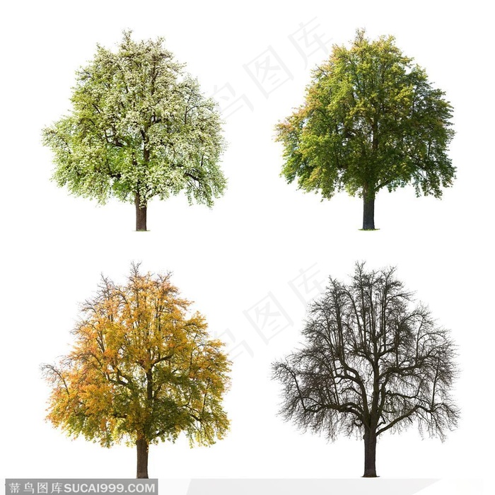 多款大树高清图片四季-春夏秋冬