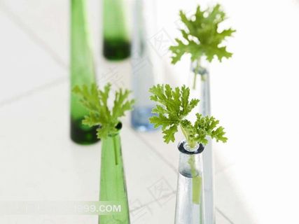 唯美玻璃瓶子和绿色植物素材图片 唯美玻璃瓶子和绿色植物素材图片