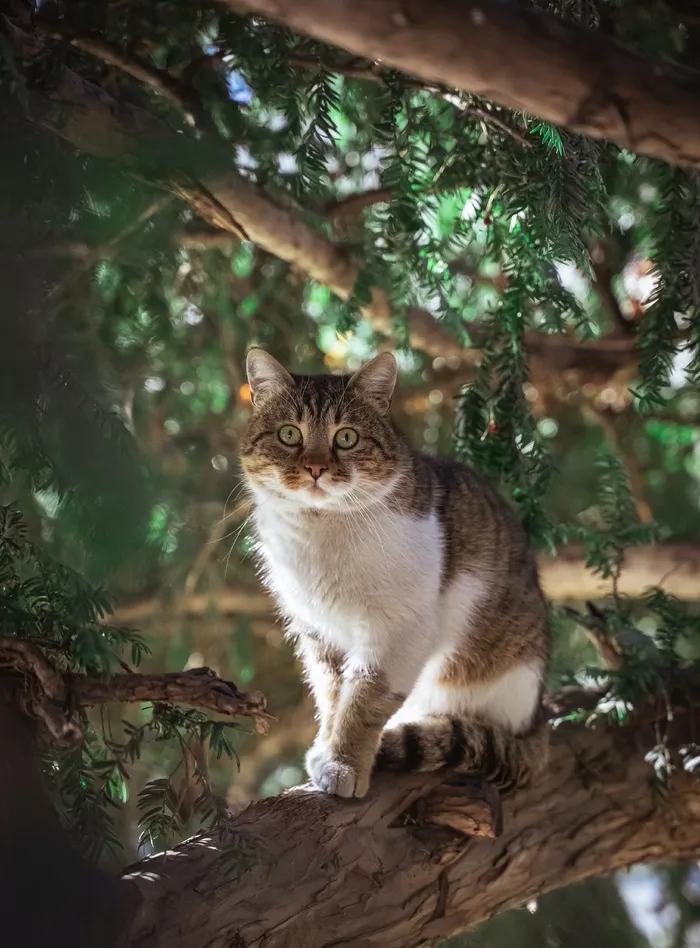 可爱猫咪猫猫摄影素材