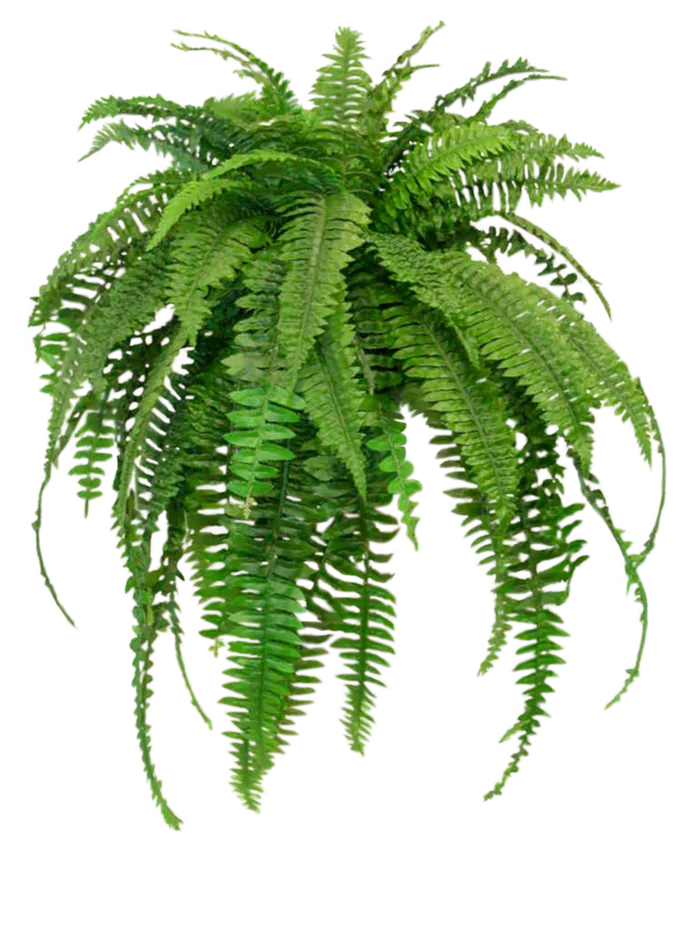 绿植植物绿色