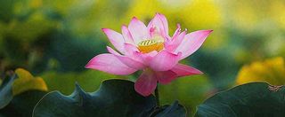 夏天荷花荷花池荷叶，处暑小暑大暑夏至立夏摄影图