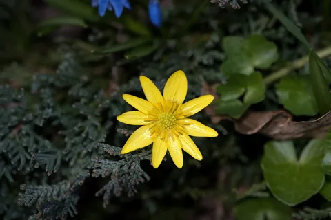 小朵黄花图片 小朵黄花图片