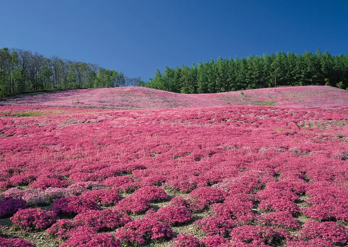 绿色原野九