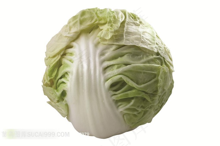 包头菜高清摄影素材