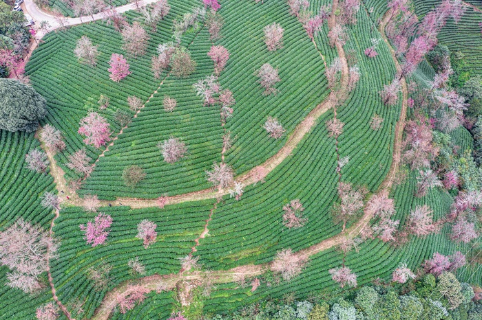 南涧无量山茶园