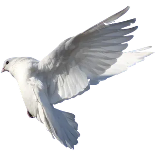 和平鸽免扣 和平鸽免扣