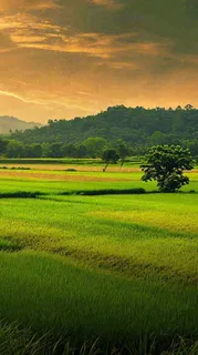 春天落日温馨稻草水稻农田种植，小满芒种摄影图