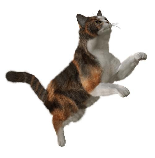 猫 PNG免抠(1490x1520)
