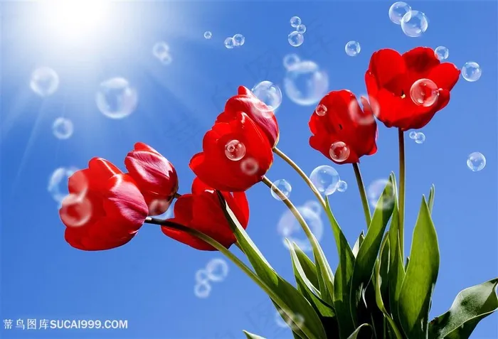 唯美蓝天下泡泡红色郁金香鲜花图片