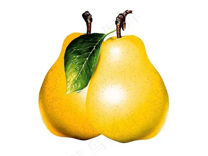 带树叶的黄梨 带树叶的黄梨