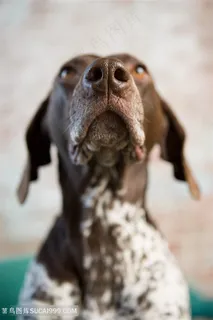 高清宠物狗狗鼻子特写图片