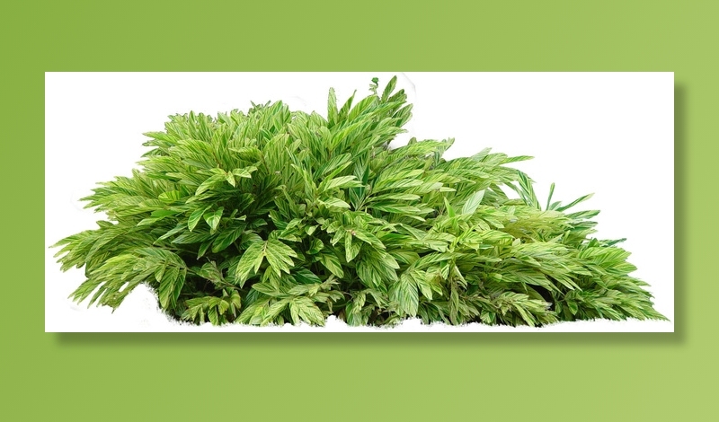 高清树木素材 免抠PSD植物素材 美术绘画园林贴图 树草灌木花草psd模版下载
