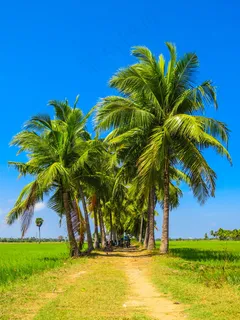 夏日棕榈树图片 夏日棕榈树图片