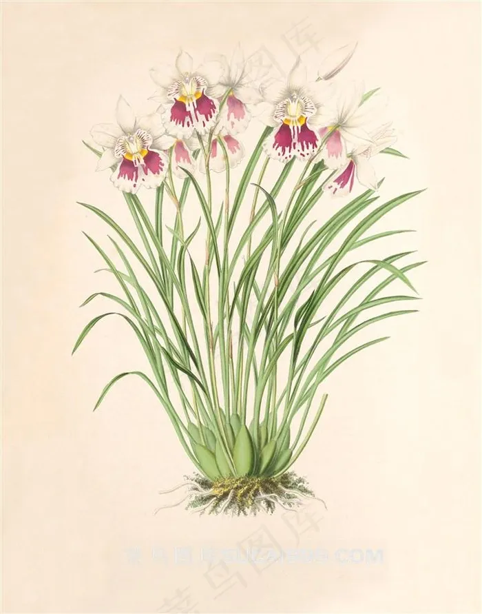 高清兰花彩绘插画图片