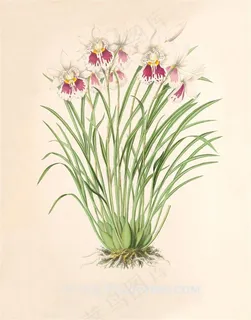 高清兰花彩绘插画图片 高清兰花彩绘插画图片