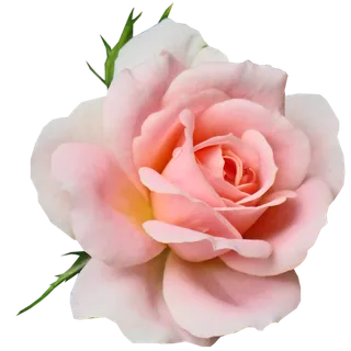 鲜花玫瑰免扣素材