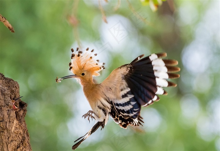 高清戴胜鸟图片