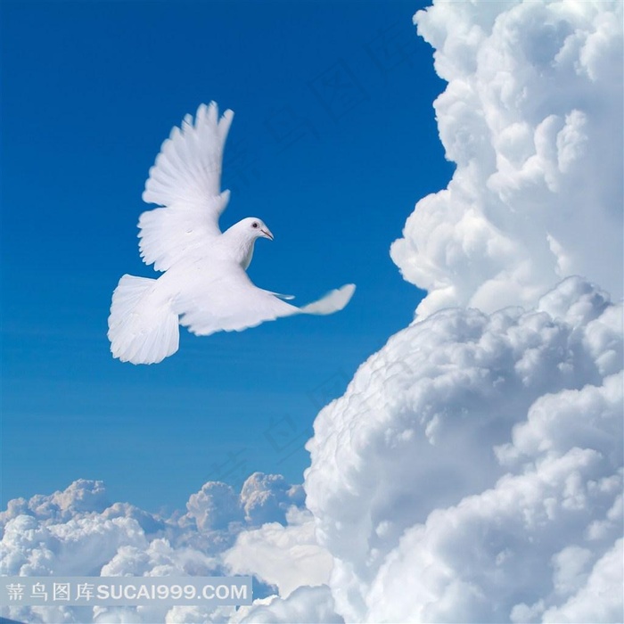 云中的鸽子图片