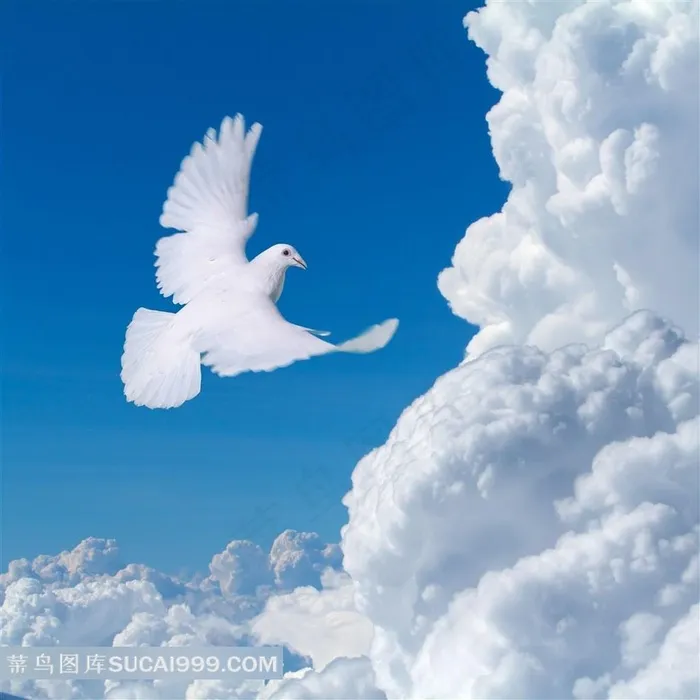 云中的鸽子图片