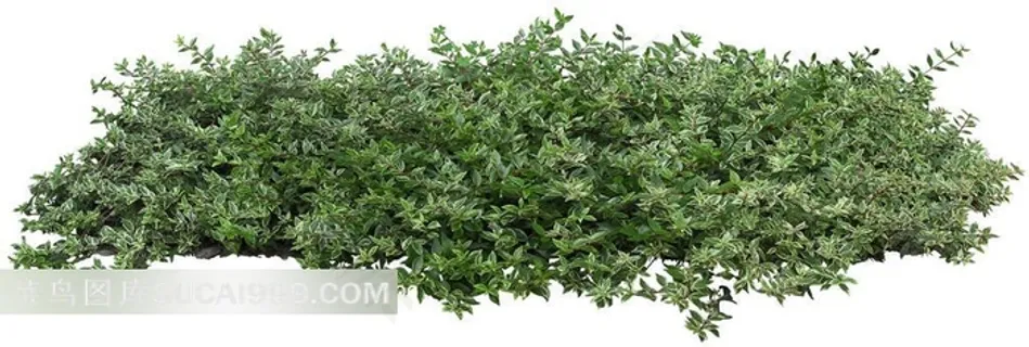 白色背景灌木丛 白色背景灌木丛