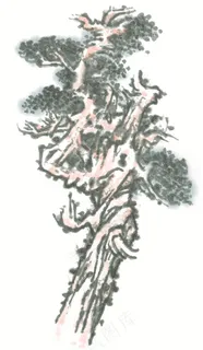 古树美图图片素材