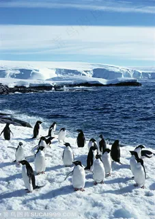 海洋鸟类-在海边雪地里一群企鹅在玩耍