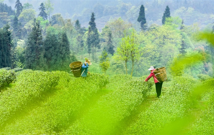 茶农采摘春茶
