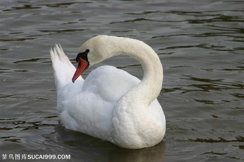 一只高清天鹅素材