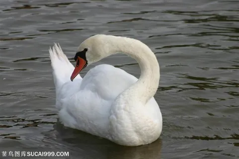 一只高清天鹅素材