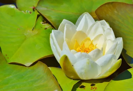 一朵灿烂白莲花图片 一朵灿烂白莲花图片
