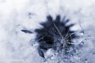 带水滴的蒲公英